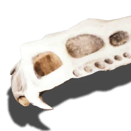 Scavenger's skull plate