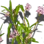 Heilkräuter