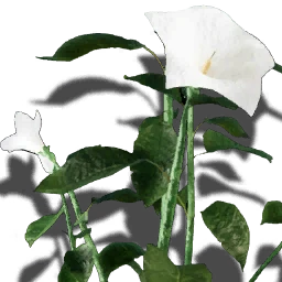 Solanaceae