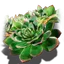 Eichenblatt