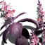 Dunkelkraut