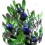 Seraphis