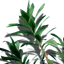 Drachenwurzel