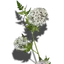 Witwenschleier