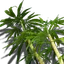 Sumpfkraut